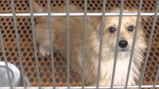12/22/2015 Adoption Dogs by Pinellas County Animal Services 9,326 views 8 years ago 9 minutes, 50 seconds