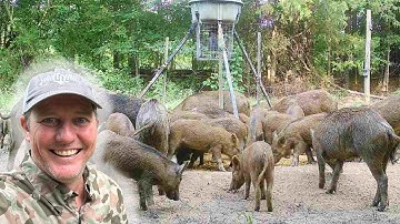 Record-Breaking Hog Catch After Months of Aggravation. 