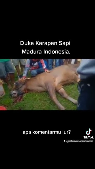 Duka karapan sapi madura