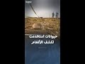 أبرز الحيوانات التي استخدمت لاكتشاف الألغام أبرز الحيوانات التي استخدمت لاكتشاف الألغام
