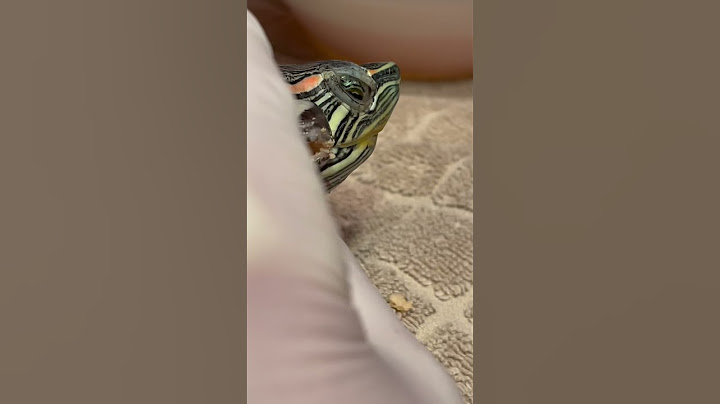 How to Treat Turtle’s Aural Abscess by a Veterinarian