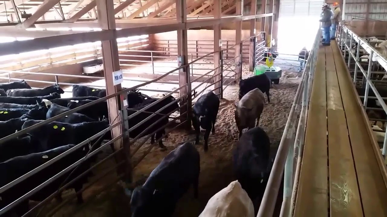 dronesense Cattle Herding Robot 2