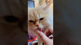 She Loves Cheese Cat Food