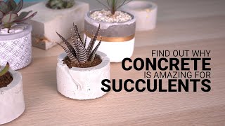 Why Concrete Planters Are Great For Succulents