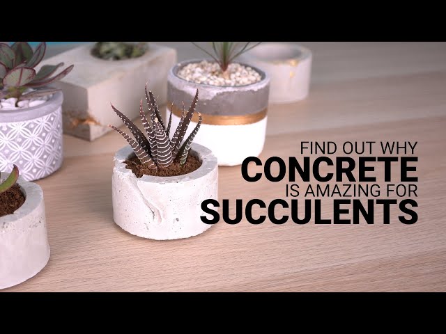 Why concrete planters are great for succulents - YouTube