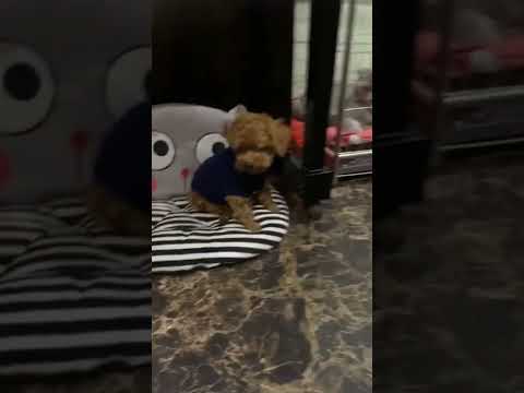 Video 2 bà mẹ trẻ - youtube