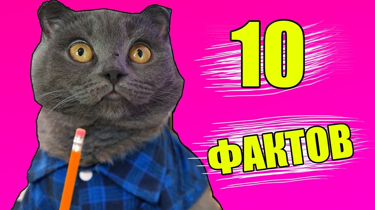 Две девушки и одна кошка Две девушки и одна кошка