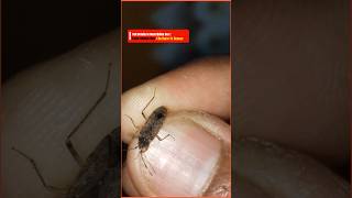 False Chinch Bug | Chinch Bug Insect | Entomology Rajasthan University Jaipur | Karmath Classes |