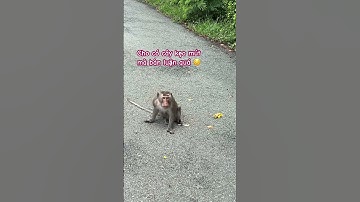 Gặp gỡ chú khỉ ở rừng Sác Cần Giờ #cangio #monkey #daokhi #neubat #animals #love