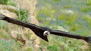 The majestic Andean Condor, the largest flying bird