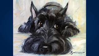 Скотч терьер (Scottish Terrier) Скотч терьер (Scottish Terrier)