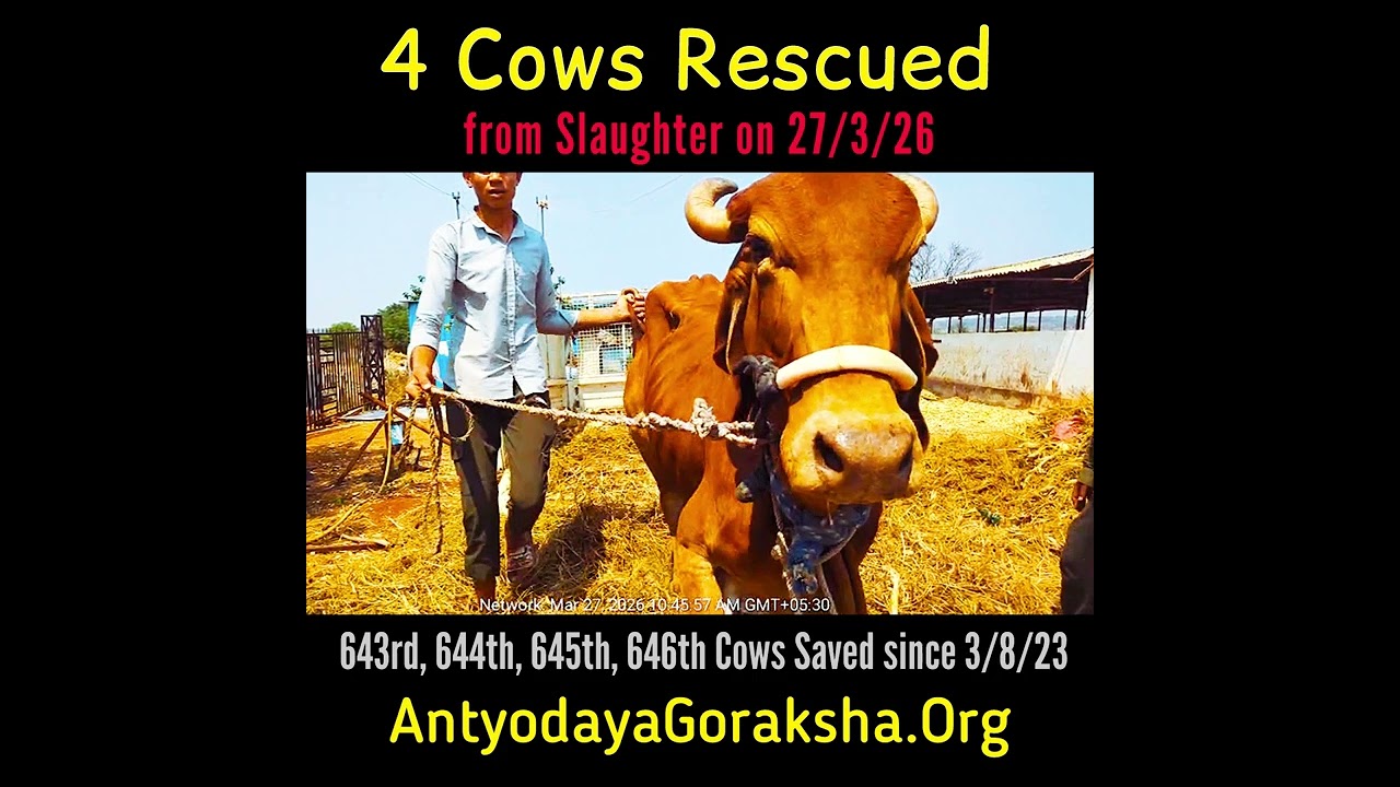 [27 Mar 2026] Four Cows Rescued 🎉
