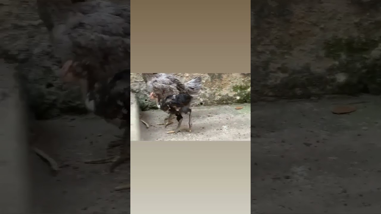 COMPARANDO TAMANHO DO PINTINHO BALAO  COM GALINHA CAIPIRA COMUM ! 