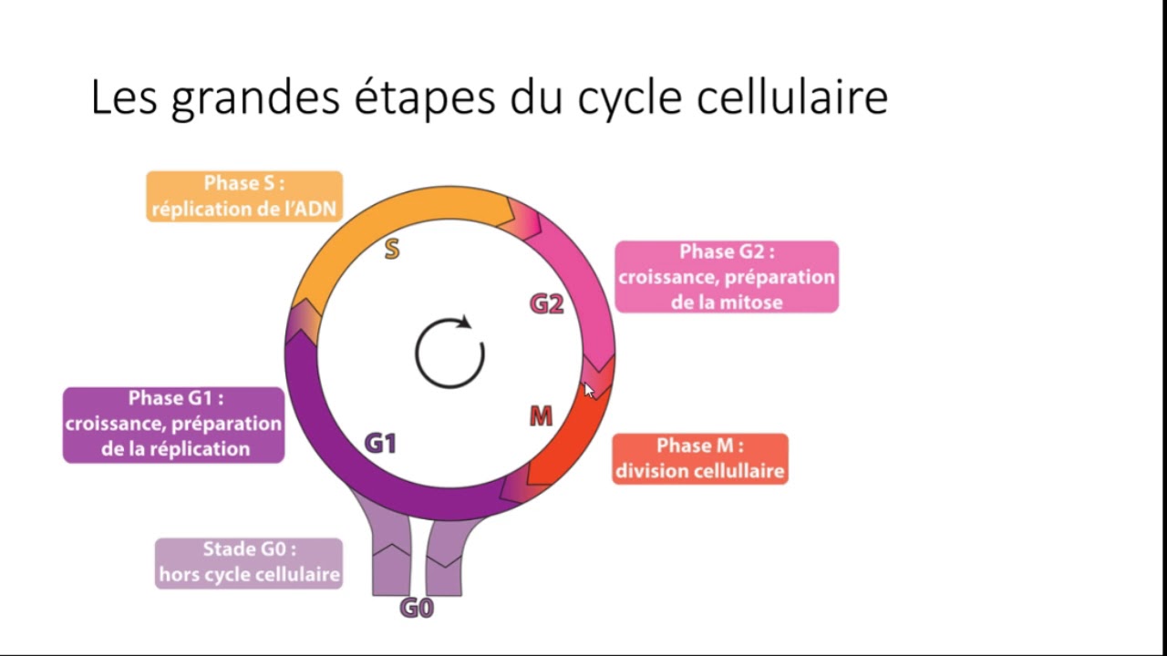 Le Cycle cellulaire (1) La réplication de l'ADN YouTube