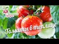 Томаты в теплице #urozhainye_gryadki