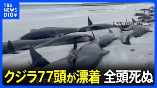 イギリス・スコットランドの海岸にクジラ77頭が漂着 全頭死ぬ、1頭が打ち上げられ群れの残りが追ってきた可能性｜TBS NEWS DIG