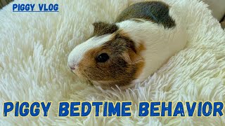 (Piggy Vlog) Piggy Bedtime Behavior! 20240530 EP93