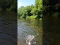 Пять рыбин в одном забросе сети #casting #fishing #кастинговая #рыбалка