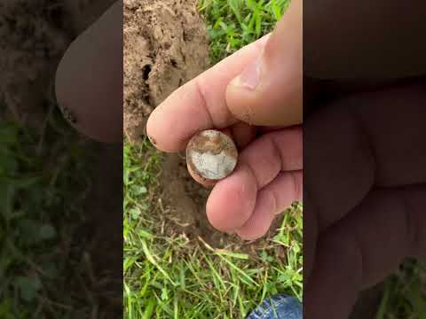 1906 Barber Dime #barberdime #silver #equinox800 #metaldetecting #detectorists #silvercoins #shiny