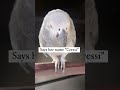 Tricks my African grey parrot knows #africangreyparrots #tricktraining #talkingparrot #pets #shorts