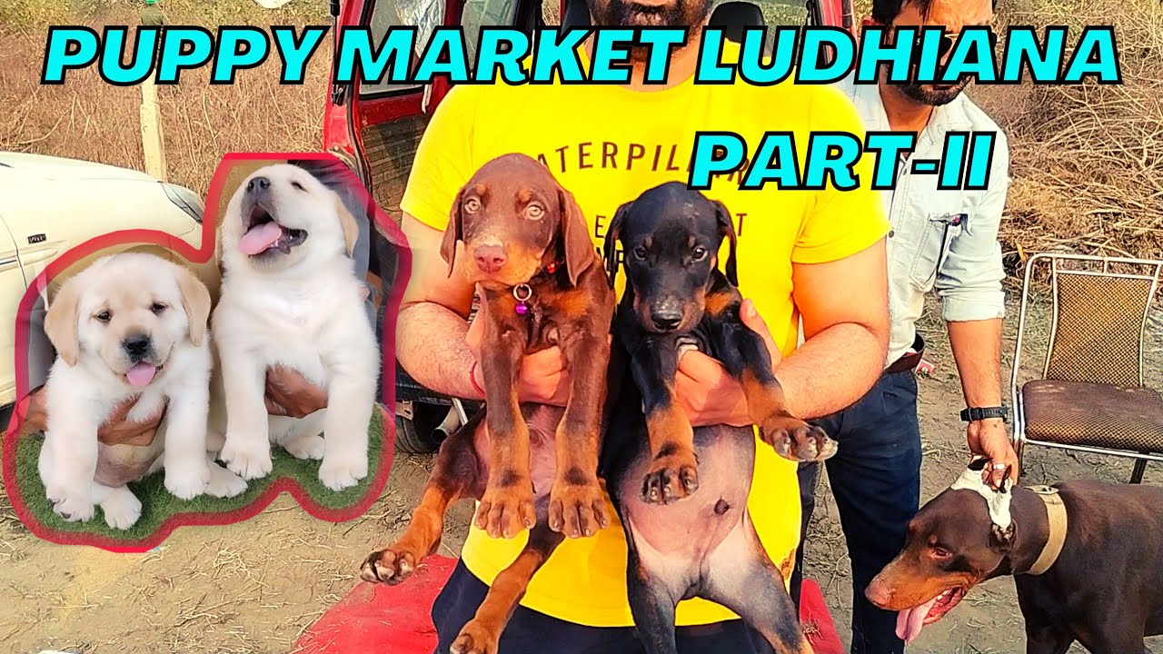 Puppies Market in Ludhiana PartII YouTube