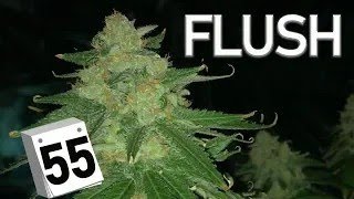 HOW TO FLUSH IN DWC DAY 55 SEED TO HARVEST - How To Grow Weed
