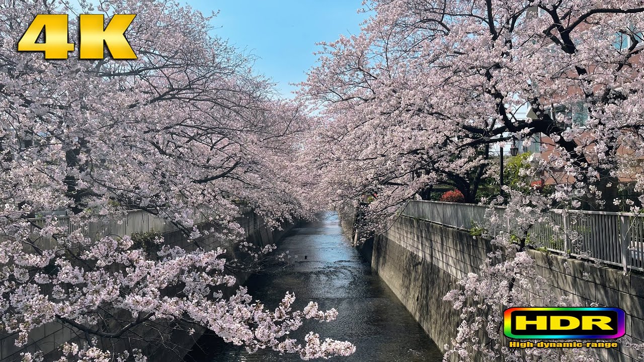 【4K HDR】Japan Season of Cherry Blossoms | Cherry trees are in full bloom in Kanda River 2021