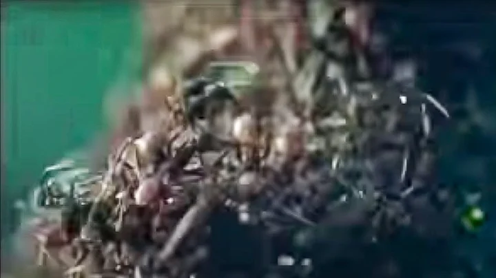 Ant Army Invasion! | Wild South America | BBC Studios