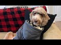 These Pets Love A Good Night In! | Best Pets of the Week