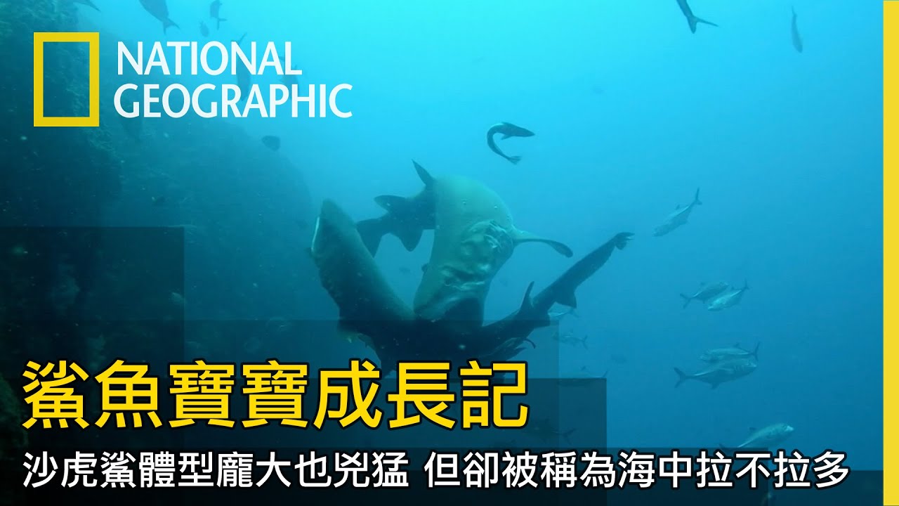 母沙虎鯊的兩個子宮各有數以百計的卵，但能活下來的各只有一隻，而方法就是吃掉手足【鯊魚寶寶成長記】
