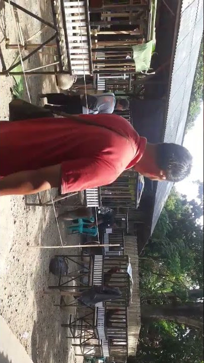 Kelas Bintang Latber‼ #Short #kelasbintang #Ayampelung