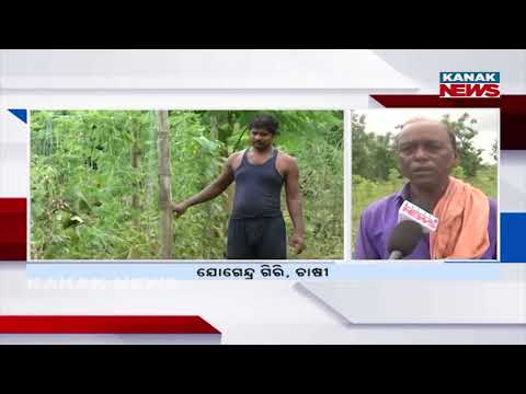 Flood Aftermath in Mayurbhanj | 90 Acres Crops Destroyed | Farmers Cry Over Massive Crop Loss