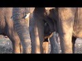 TINY ELEPHANT FEEDING
