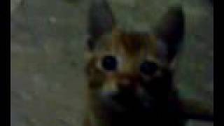 HeadBang Kittens \\m//