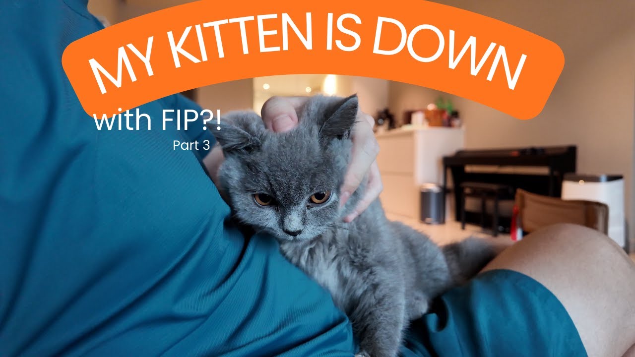 [4K][21] My kitten is down with FIP?!?! Part 3