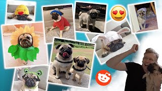 Cuteness Overload!
You guys have some of the cutest pugs I have ever seen! Make sure you head over to the reddit and vote for the posts youd like me to see in the next video!
https://www.reddit.com/r/ThatPugPabloAndCo/
Give us a thumbs up if you enjoyed the video and Subscribe if youre not already!
Instagram - https://www.instagram.com/thatpugpablo/
Parents channel -https://www.youtube.com/channel/UC1NnPYTFhVZtFt4oPXFdsnw
Licence;
Intro/Outro Music;
Get Outside! - Jason Farnham: https://youtu.be/x1T6QFpd0J4 Cuteness Overload!