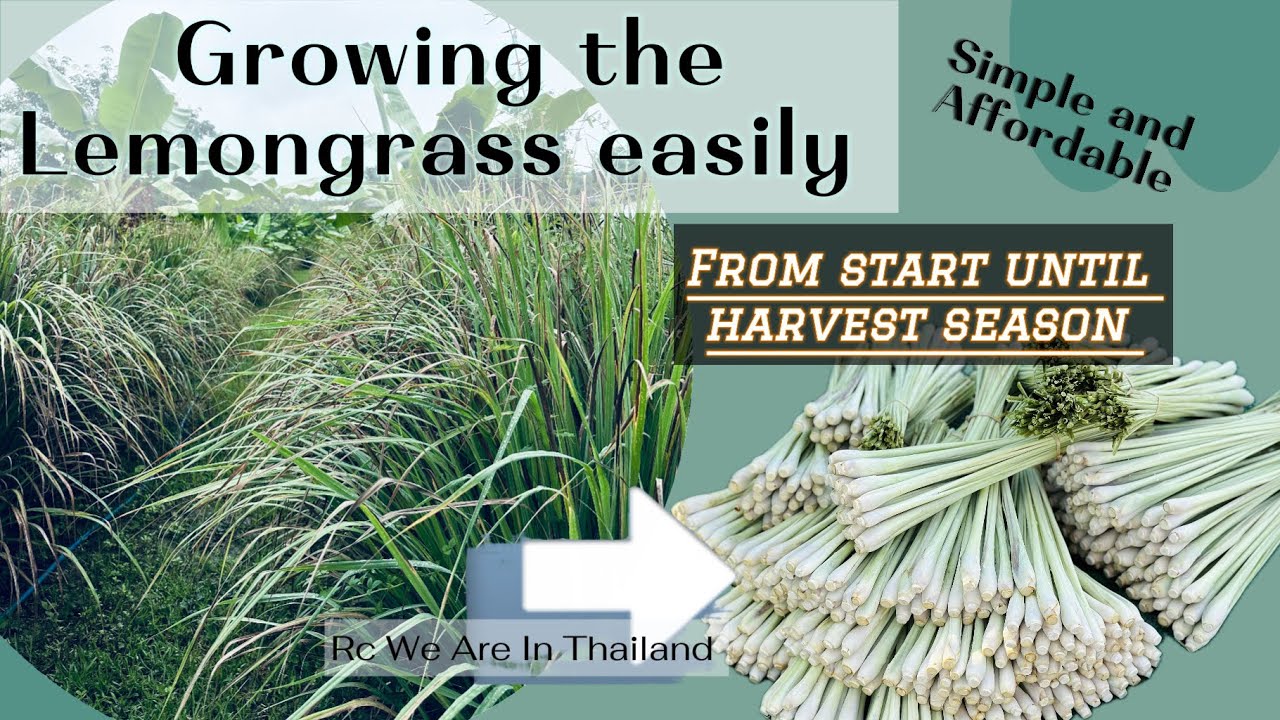 Growing the Lemongrass the Organic method