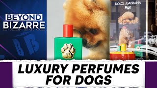 Dolce & Gabbana's "Fefe" Perfume For Posh Pups | Beyond Bizarre