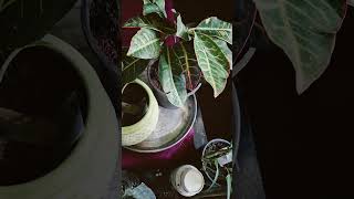 कल के short का update #update #gardeningtips #croton #plantcaretips #plants #proplanttips #waterleaf