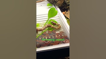 SWIMMING SNAKE! #snake #reptiles #kingsnake #bioactive #naturalistic just a little experiment!