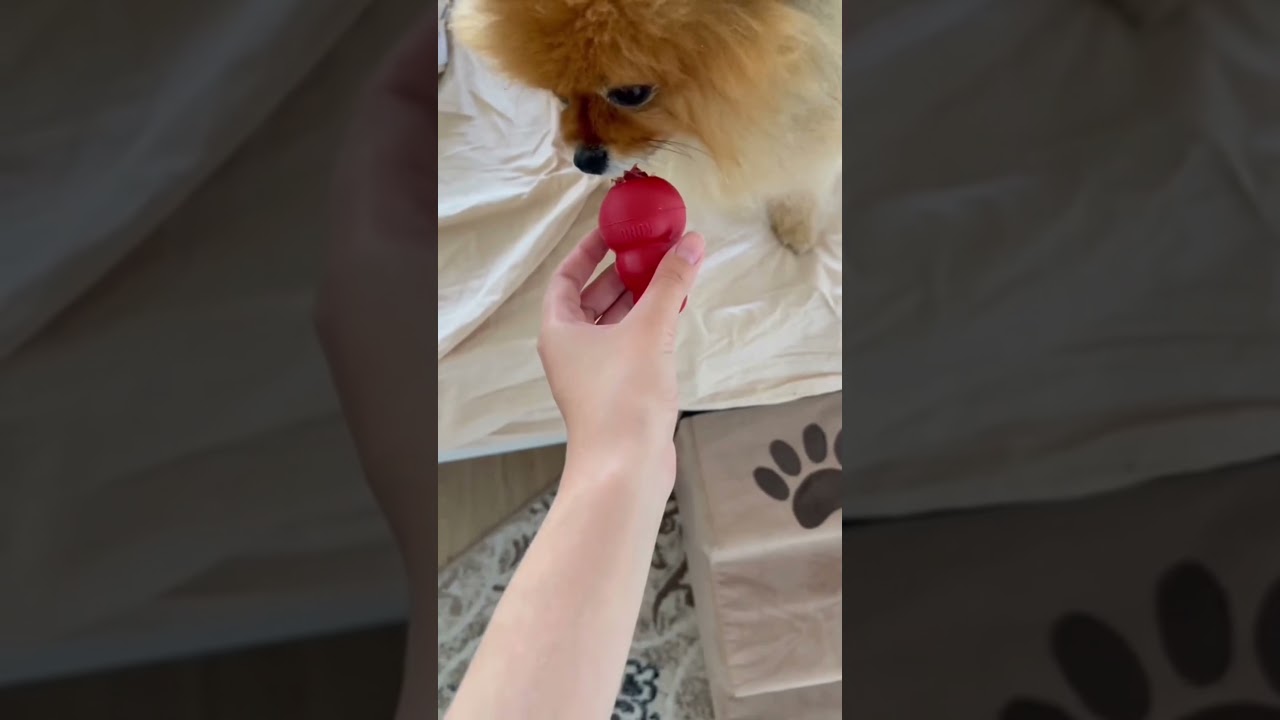 KONG для собак | Игрушка для поднятия настроения и аппетита 