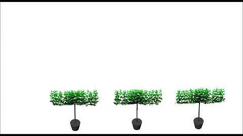 Grapevine(2) functional-structural plant model (FSPM)