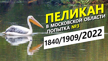 Розовый пеликан в Московской области