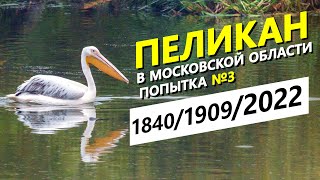 Розовый пеликан в Московской области