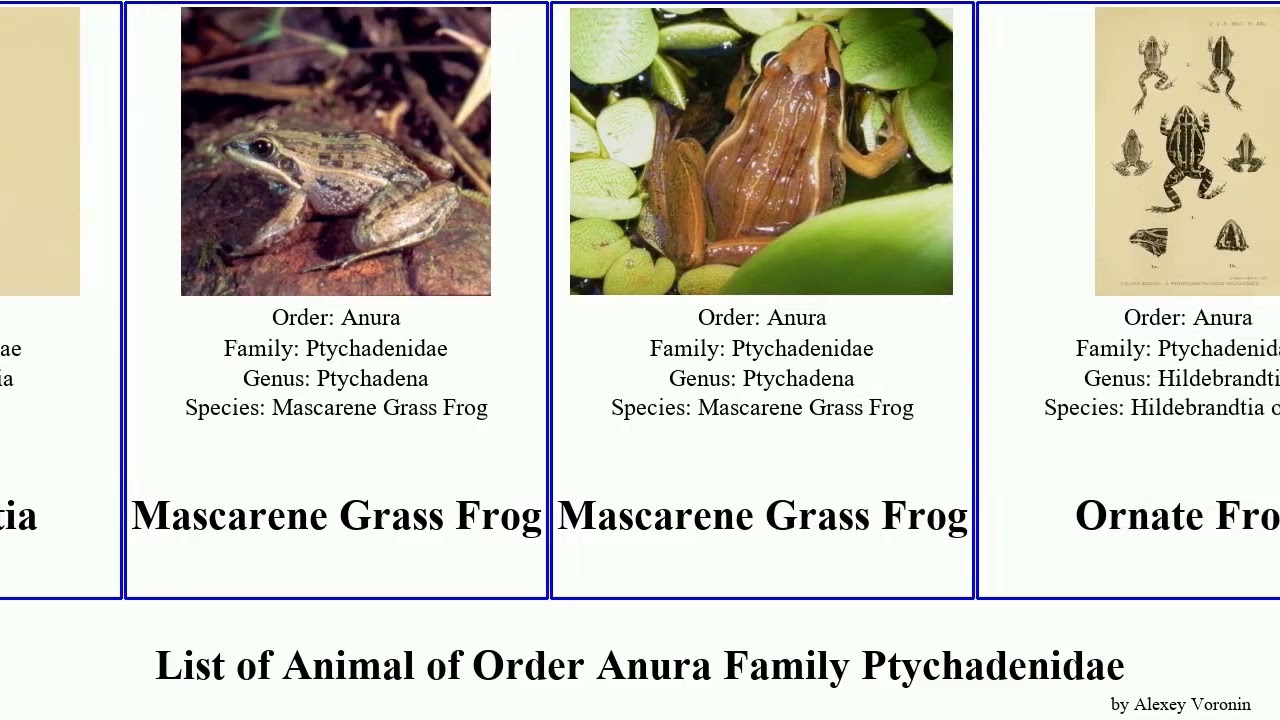 List of Animal of Order Anura Family Ptychadenidae frog ridged pumilio Ptychadena Grass Mascarene