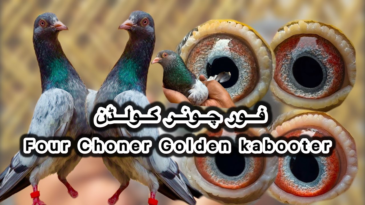 Forchoner ringdar ankhon ky golden kabooter + ustad miyan nazir walay kabooteron ka shauk