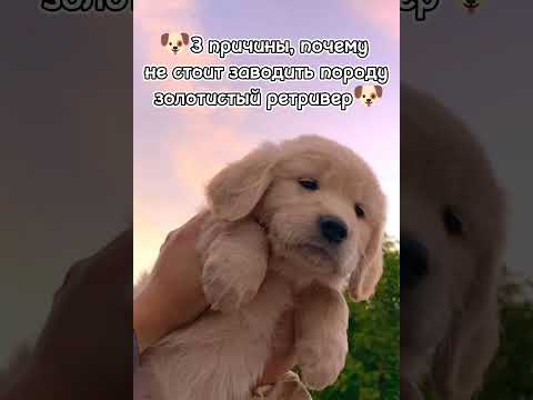 💗3 причины, почему не стоит заводить породу золотистый ретривер🐶