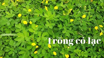 Bạn đã biết trồng cỏ lạc - Chia sẽ các bạn cách trồng cỏ lạc đơn giãn