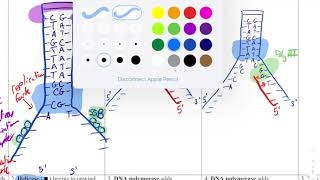 Bio 40S - Unit 4 - Replication Worksheet Practice