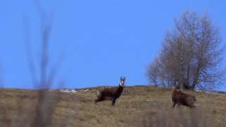 Chamois In The Austrian Alps. Gämse In Den Österreichischen Alpen.